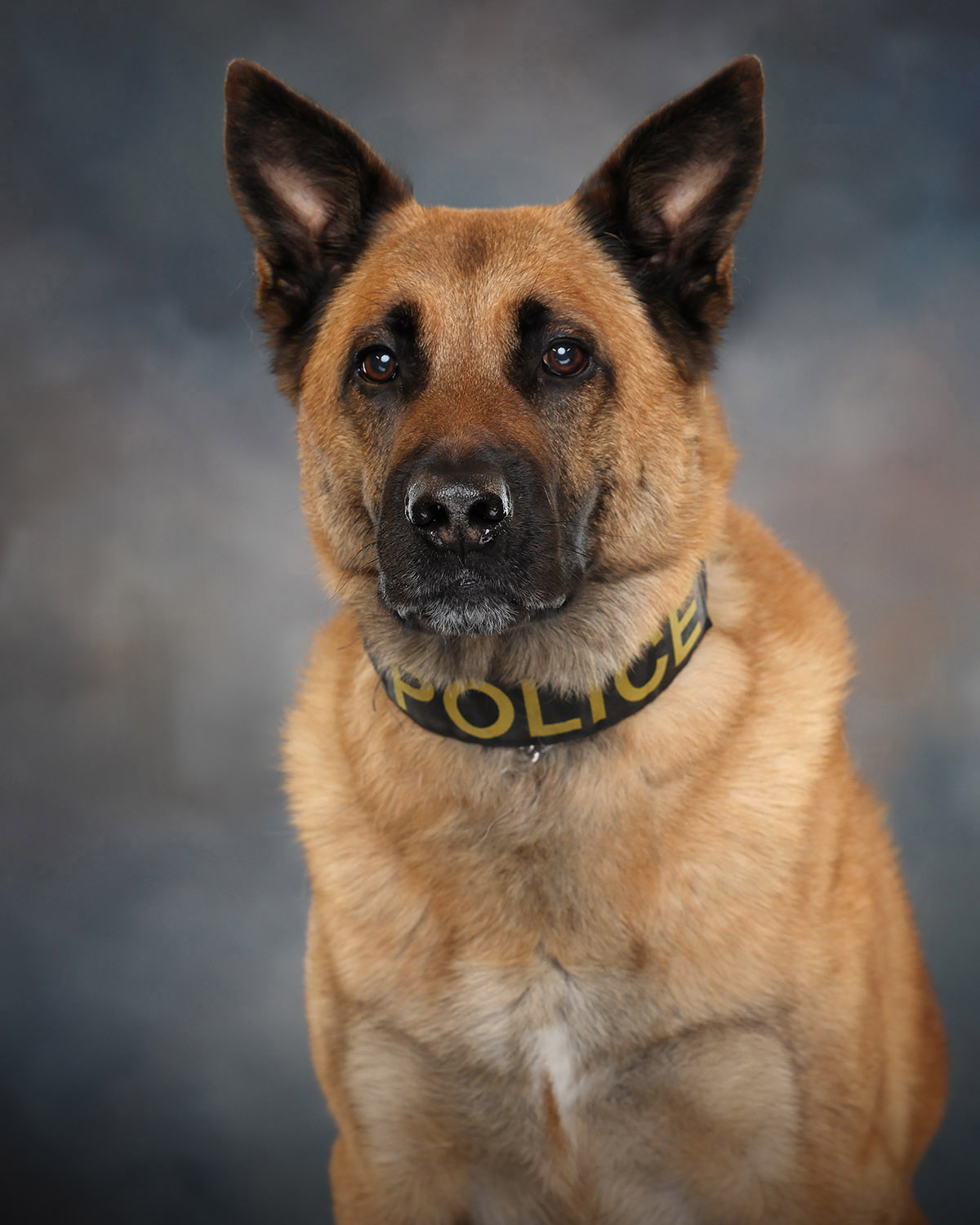 Police Canine Zeus
