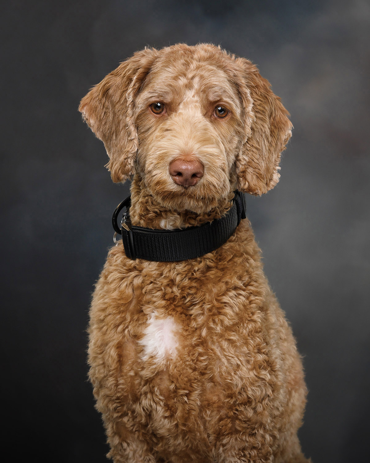 K-9 Cheddar