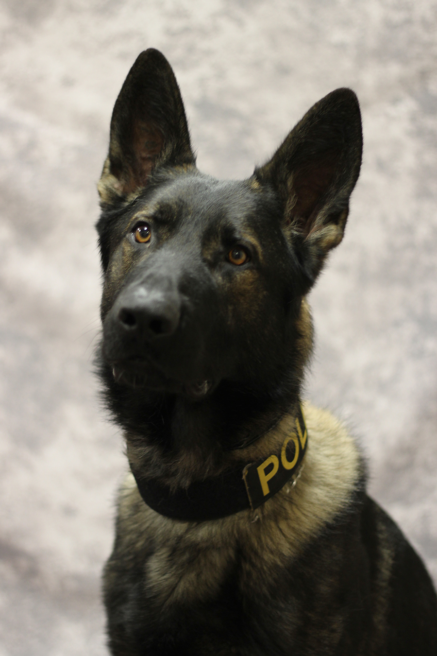 K-9 Loki - Edited