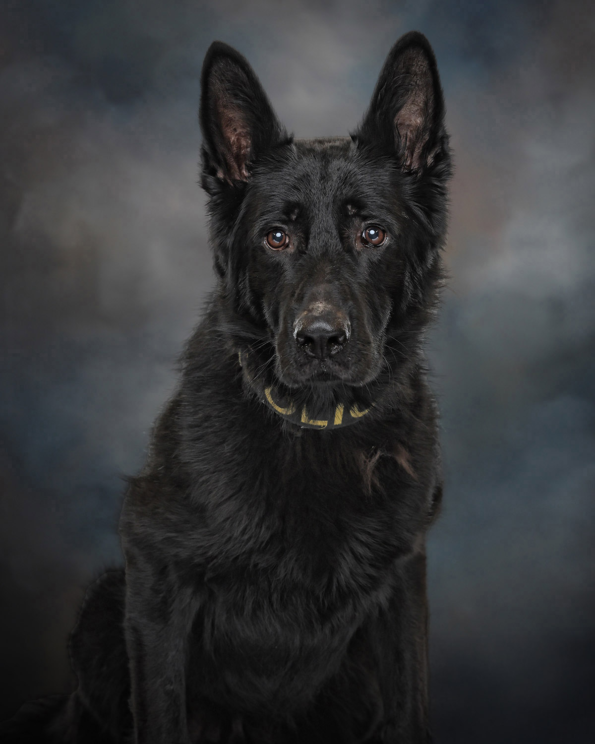 K-9 Maverick