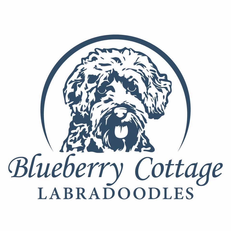 Blueberry Cottage Labradoodles